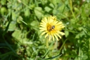 Gemeine_Sandbiene_28Andrena_flavipes29__021.jpg