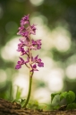 orchideen-maennliches_knabenkraut-rot.jpg