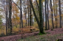 Wald-2.jpg