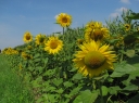 Sonnenblumen1.jpg